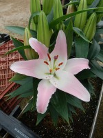 [4234 Sunny Cypres No02.JPG]